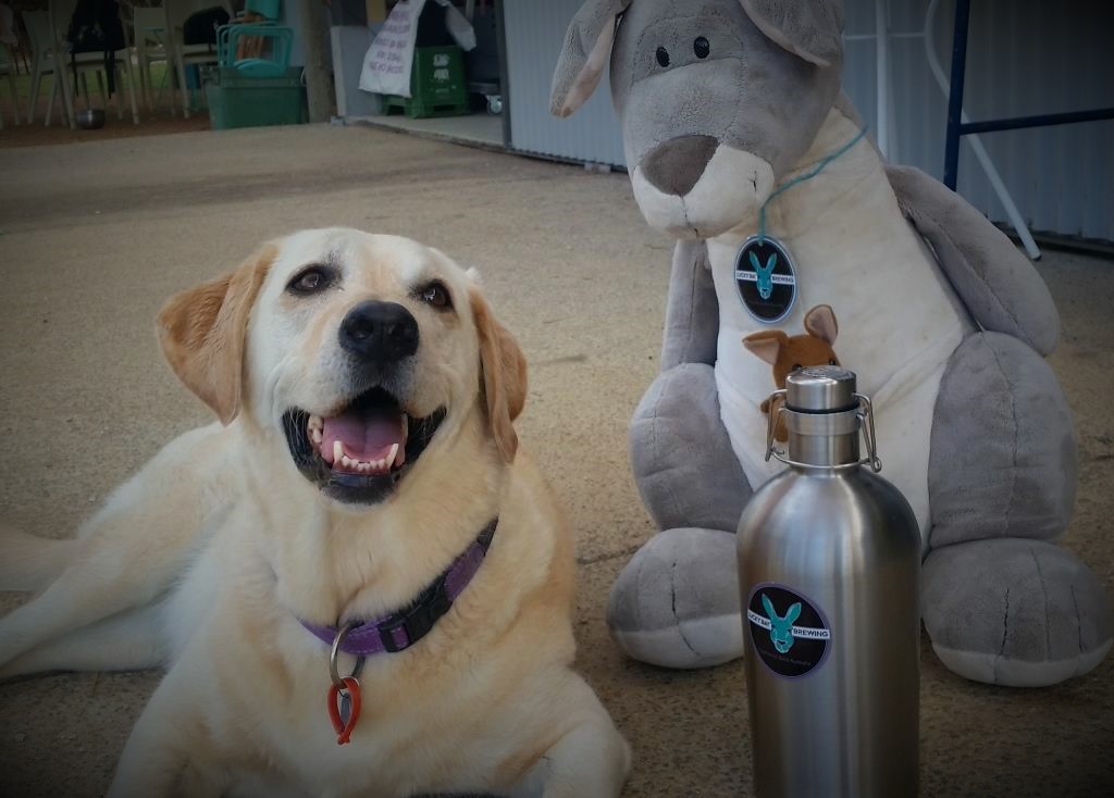 Dog enjoying Lucky Bay Brewing