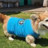 Blue fleece dog coat by Lucky Bay Brewing
